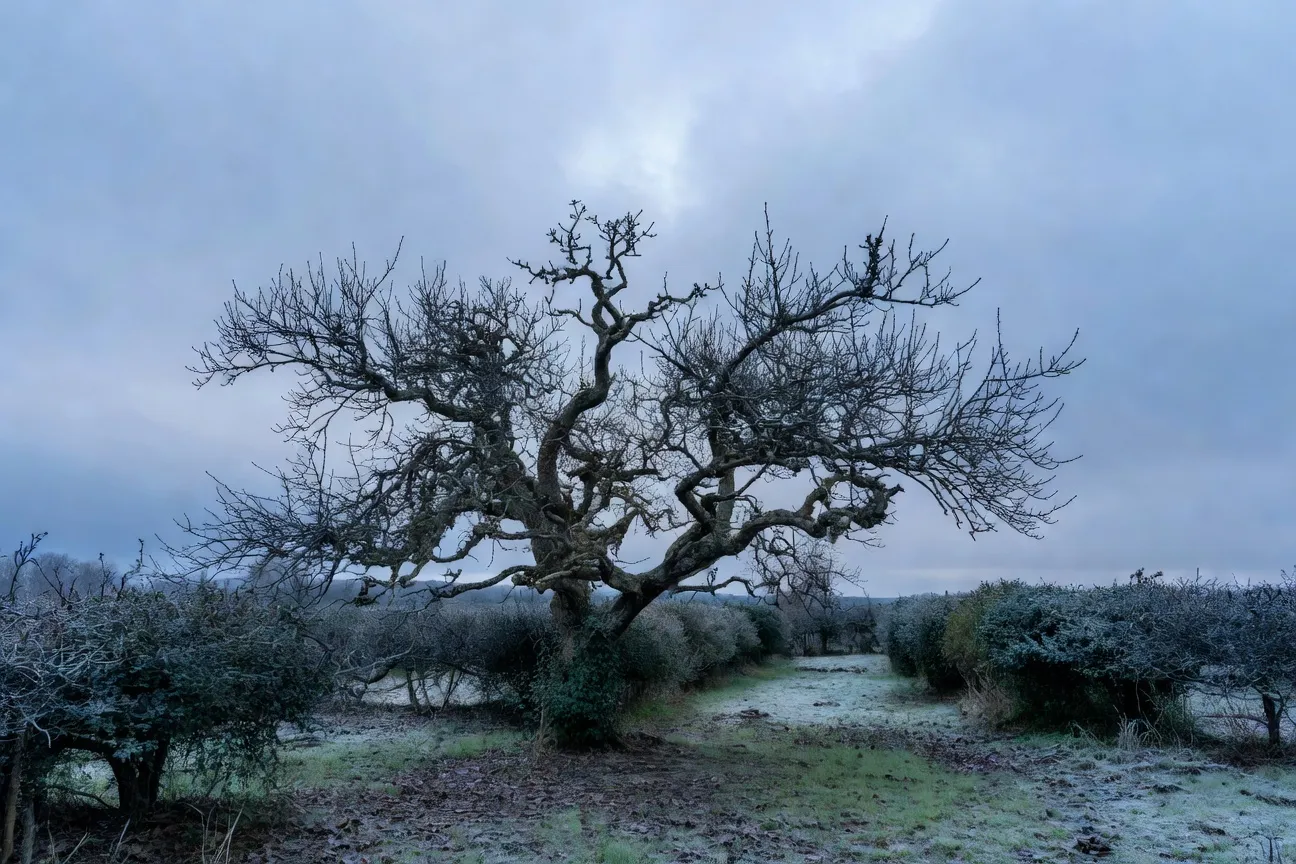 Plant de néflier d'Allemagne mature en hiver, branches tortueuses caractéristiques sans feuilles, ciel gris d'hiver limousin